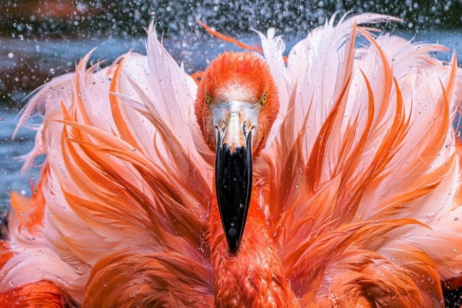 Foto: Zoo Praha | Petr Hamerník