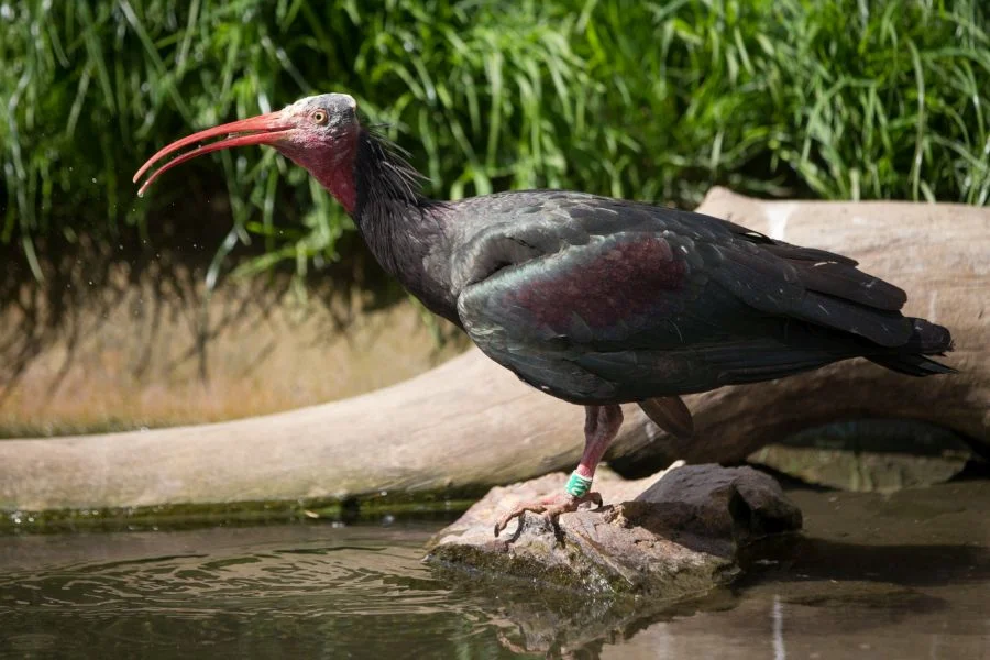 Foto: Tereza Mrhálková | Zoo Praha