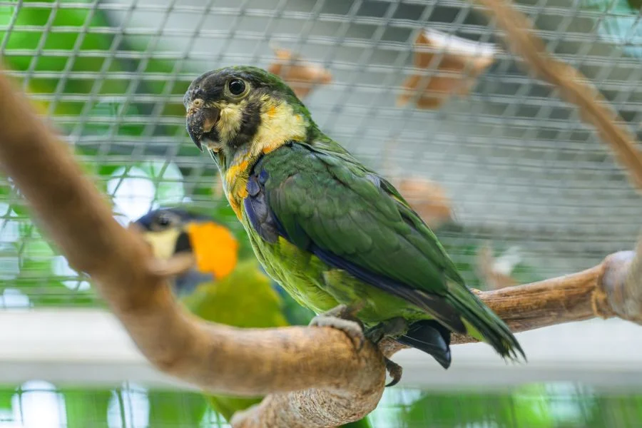 Photo: Petr Hamerník | Zoo Praha