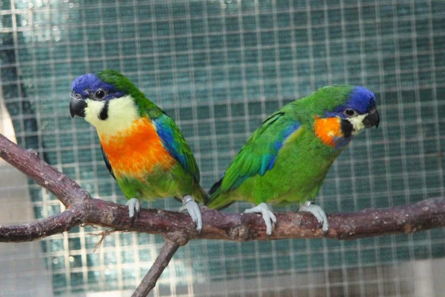 Photo: Antonín Vaidl | Zoo Praha