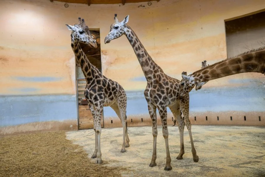 Foto: Zoo Praha | Petr Hamerník