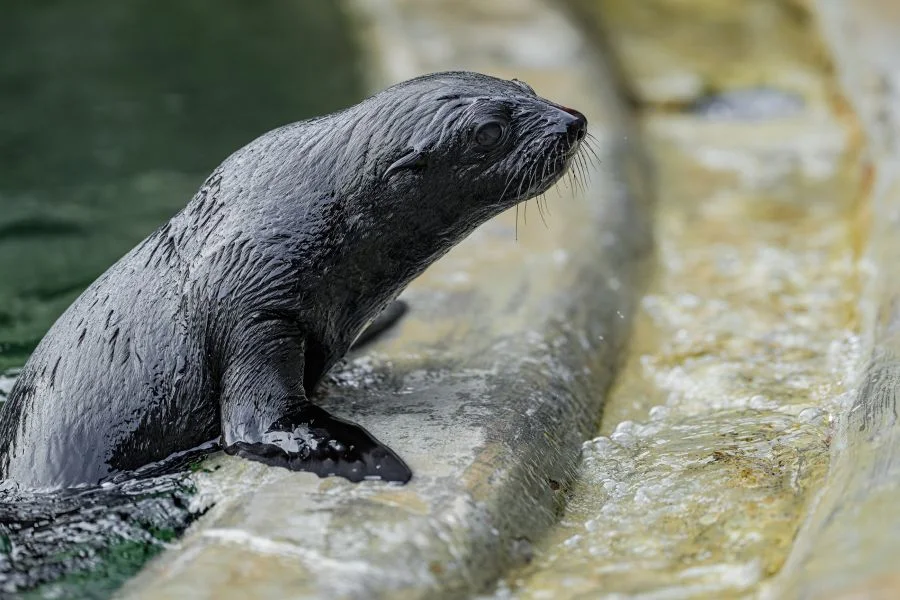 Foto: Petr Hamerník | Zoo Praha
