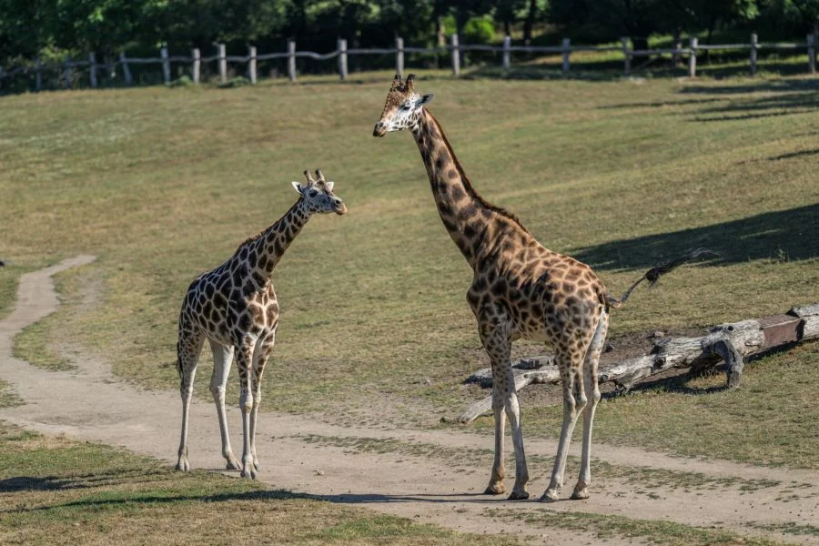 Foto: Petr Hamerník | Zoo Praha