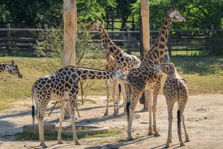 Foto: Petr Hamerník | Zoo Praha