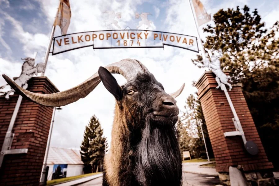 Foto: Velkopopovický Kozel
