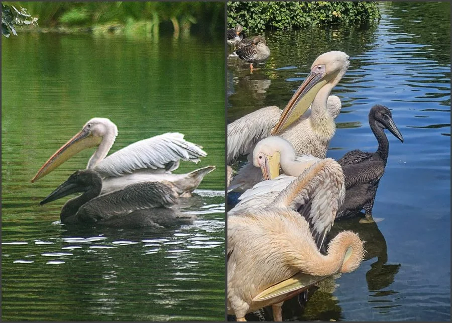 Foto: St James’s Park and The Green Park | Zoo Praha