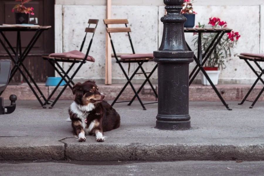 Photo: Tibor Szabo | Pexels