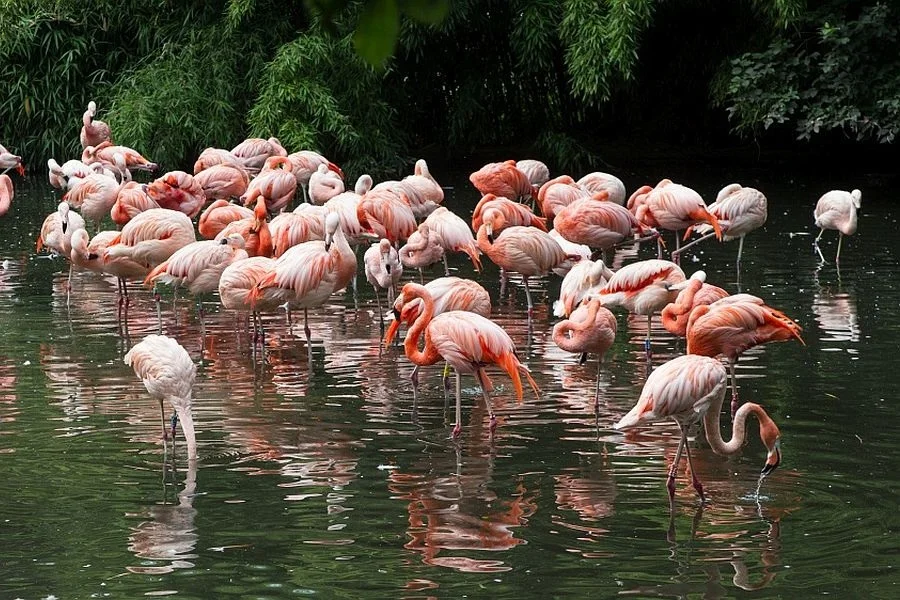 Photo: Zoo Praha