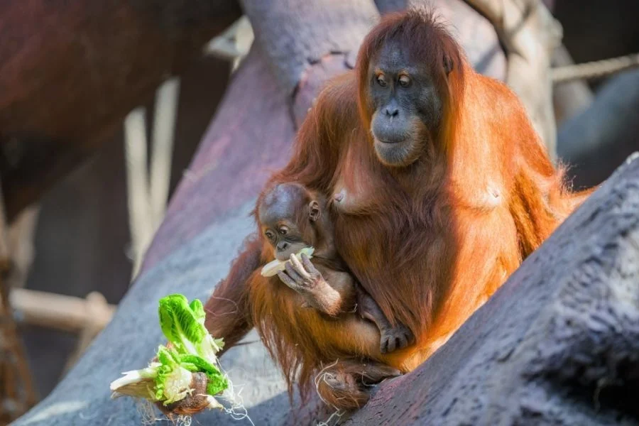 Photo: Zoo Praha
