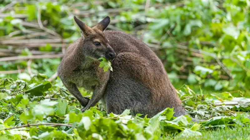 A Czech-Australian Connection: The Kangaroos of Bohemians 1905