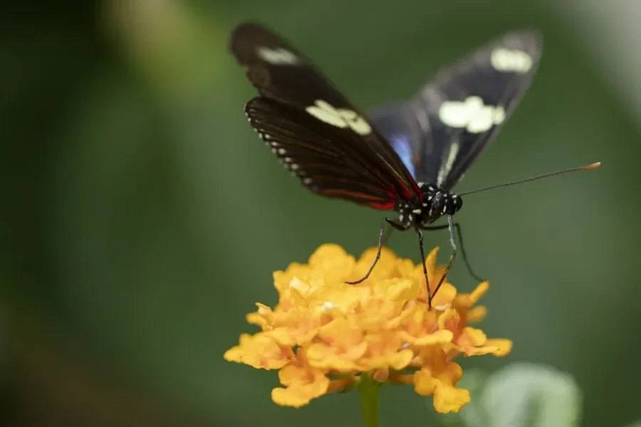 A Dance of Colours: Live Tropical Butterflies in the Fata Morgana Greenhouse in Prague