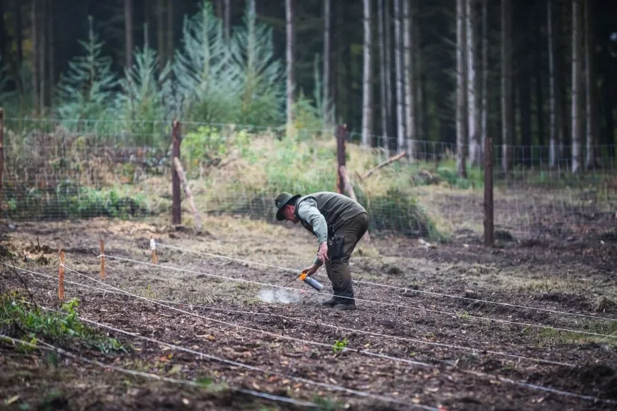 A Forest for Tomorrow: Lesy ČR Plants Millions of New Trees
