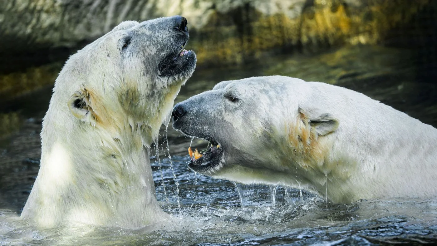 Foto: Zoo Praha | Petr Hamerník
