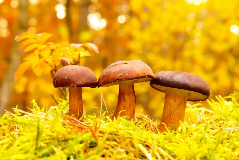 Already More Than 80 Mushroom Poisonings in the Czech Republic Since June: Children Particularly Affected