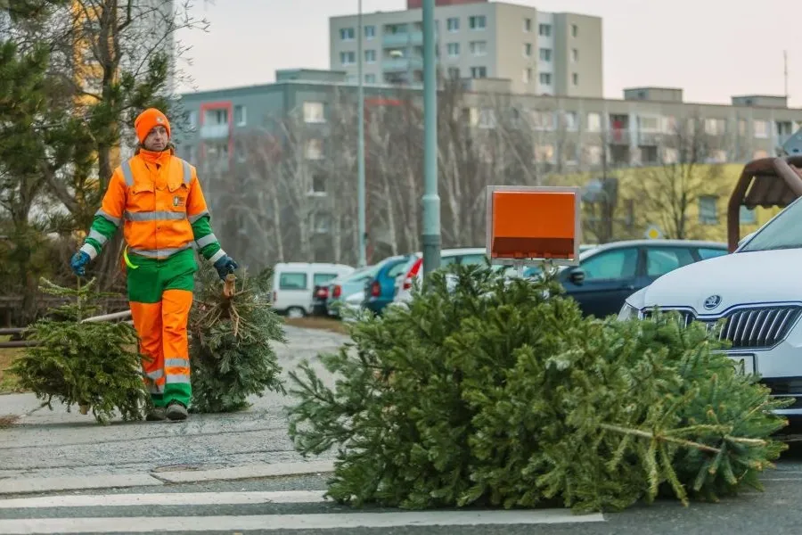 Tips for the proper disposal of Christmas trees in Prague