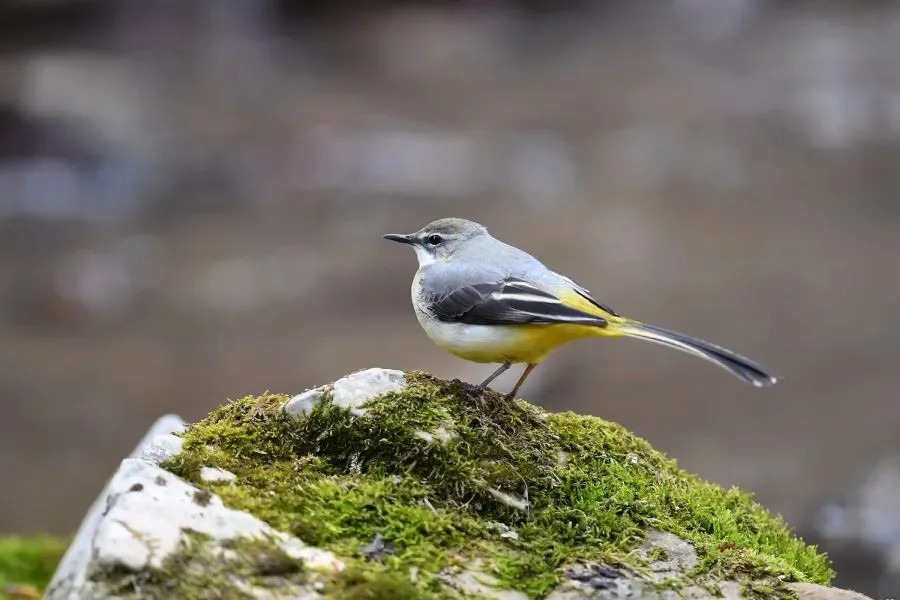 Bird of the Year 2025 in the Czech Republic: The Grey Wagtail (Konipas horský)