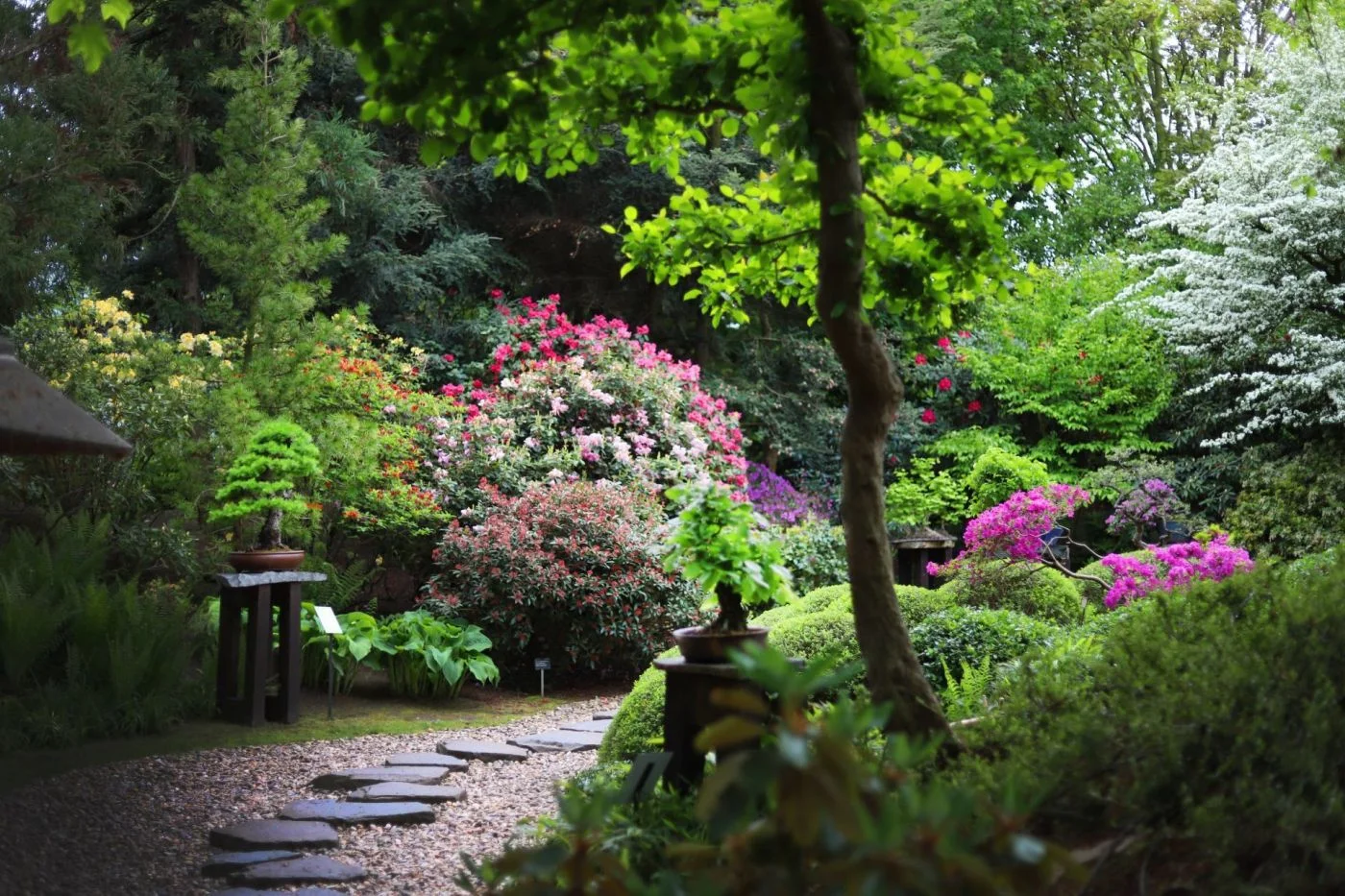 Bonsai Festival and Japanese Culture Return to Prague Botanical Garden in June