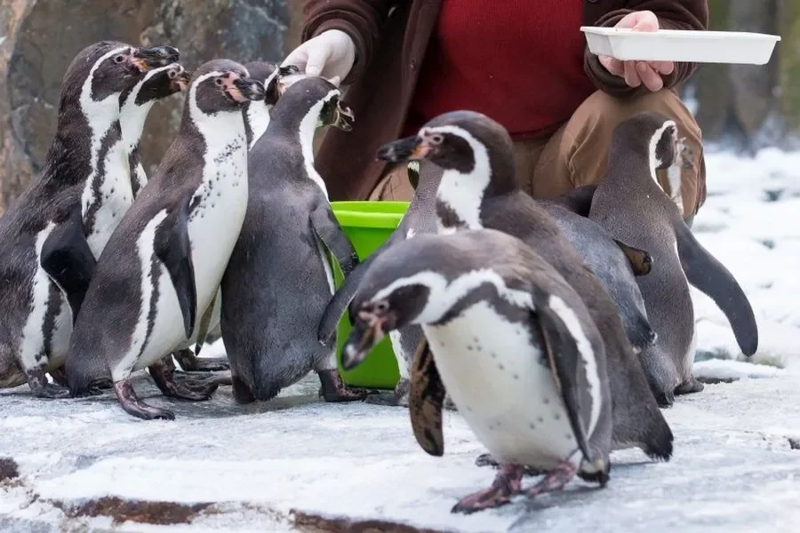 Christmas at Prague Zoo: Entry during the Holidays for Just 100 CZK