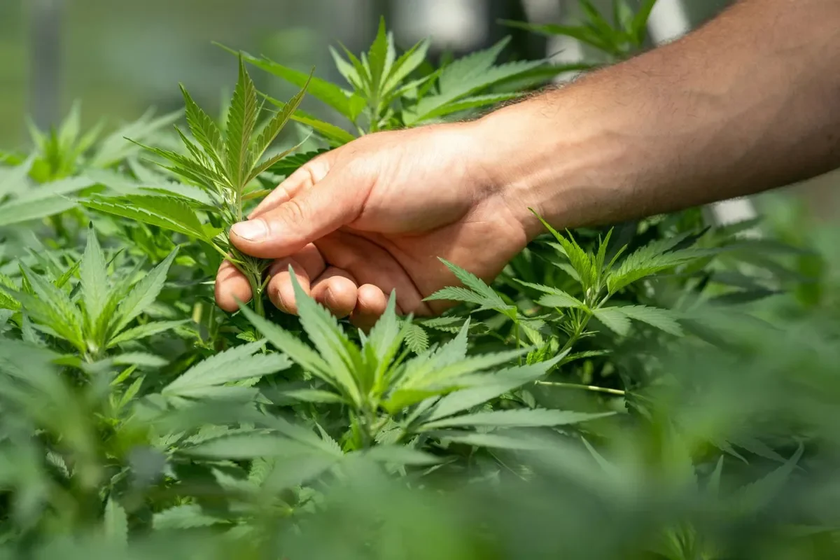 Criminal law reform: Czech Republic plans to relax rules on cannabis cultivation
