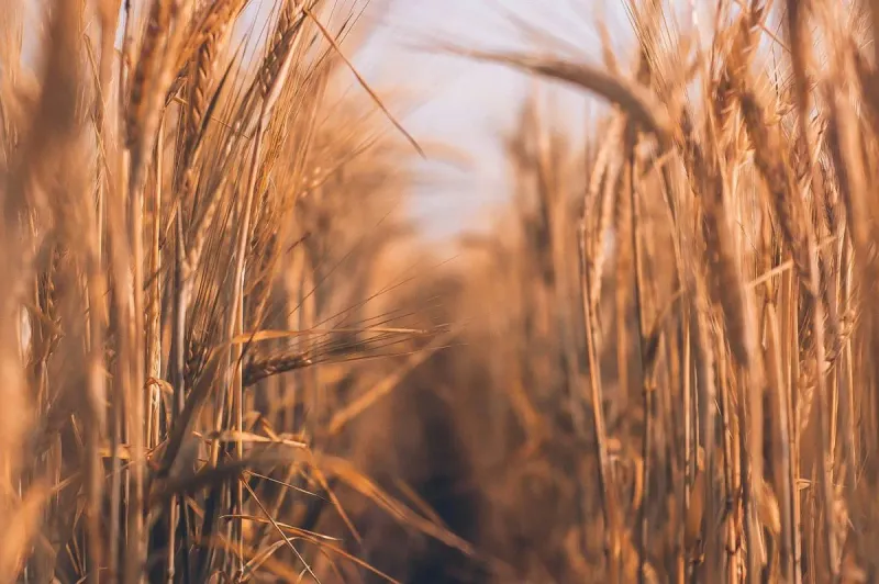 Czech Farmers Struggle with Poor Harvests and Price Pressure: Grain and Rapeseed Yields Hit Record Lows