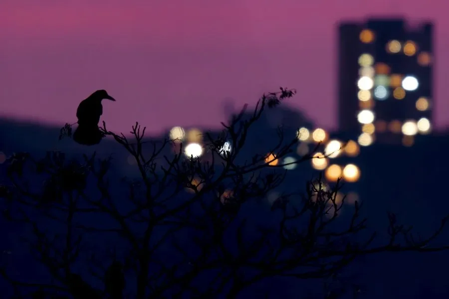 Czech Nature Photo 2025: A Photographic Journey into the Wild