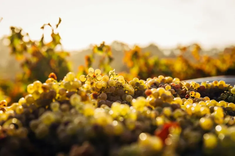 Czech Wine Tourism on the Rise