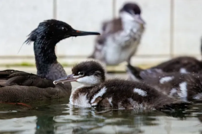 Explore Prague Zoo’s Easter Programme: A Fun-Filled Day for the Whole Family