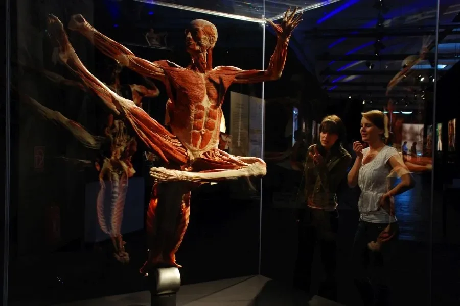 Explore the Human Body: BODY WORLDS Comes to Prague