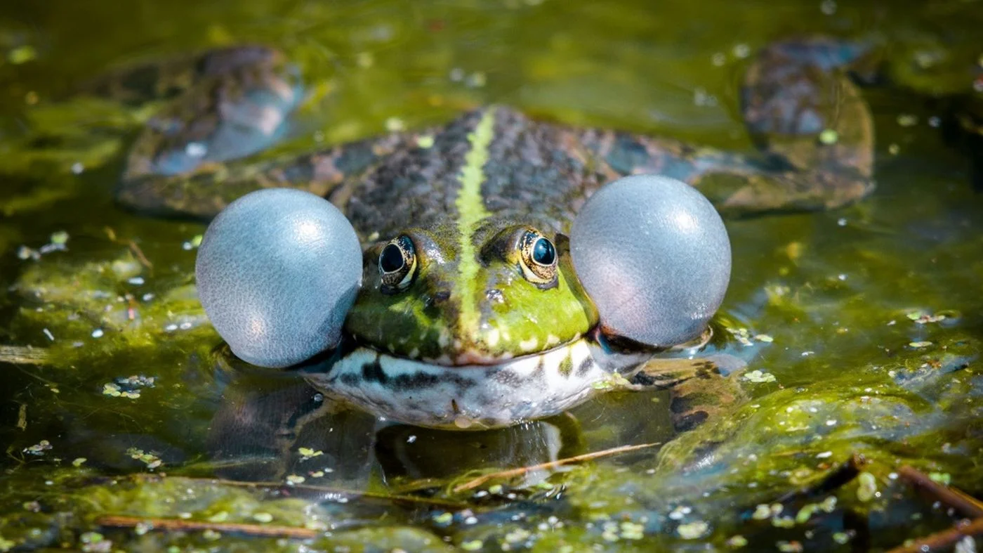 Foto: Petr Hamerník | Prague Zoo