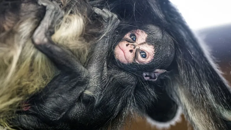 Foto: Petr Hamerník | Zoo Praha