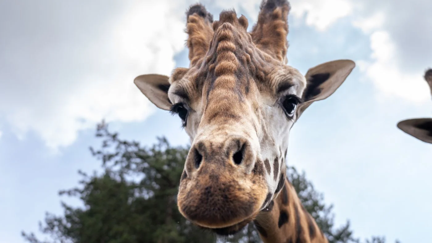 Foto: Oliver Le Que | Zoo Praha