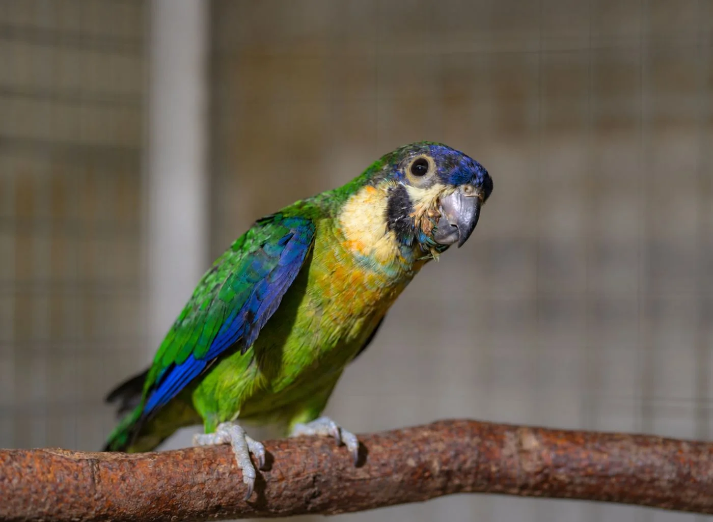 Photo: Petr Hamerník | Zoo Praha