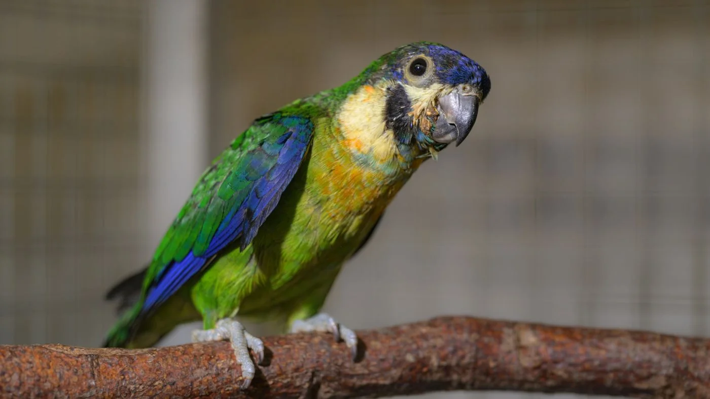 Special Breeding Success: Prague Zoo Celebrates Rare Parrot Chick