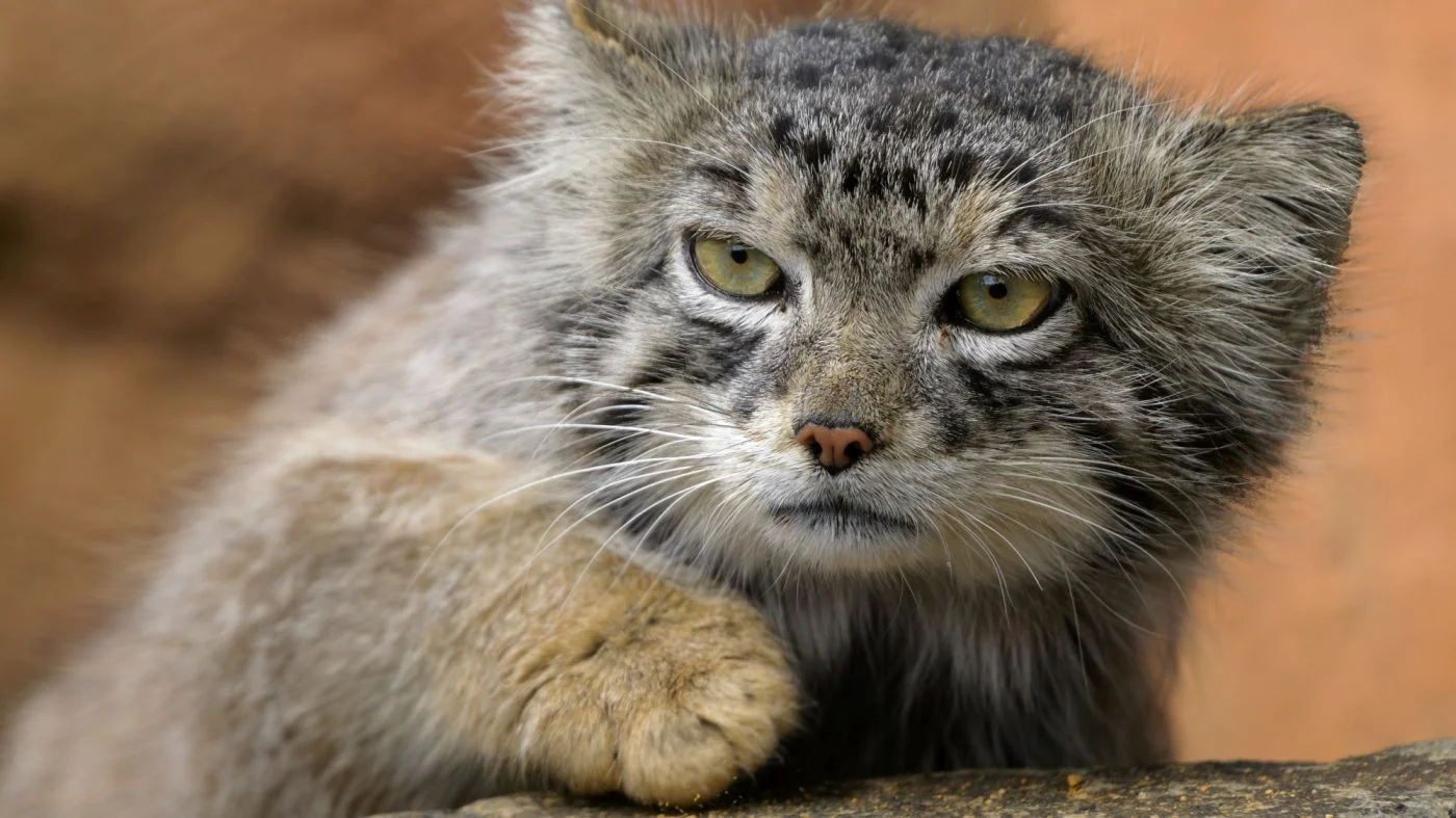 Foto: Petr Hamerník | Zoo Praha