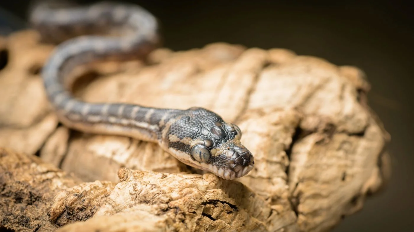Prague Zoo Records First-Ever Offspring of Three Rare Snakes