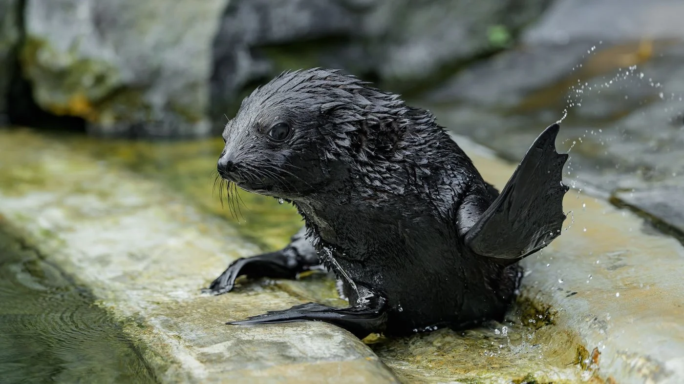Foto: Petr Hamerník | Zoo Praha