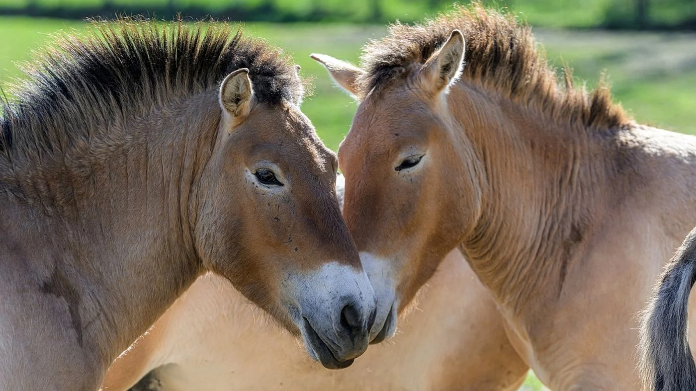 Prague Zoo Launches New Transport of Wild Horses to Kazakhstan