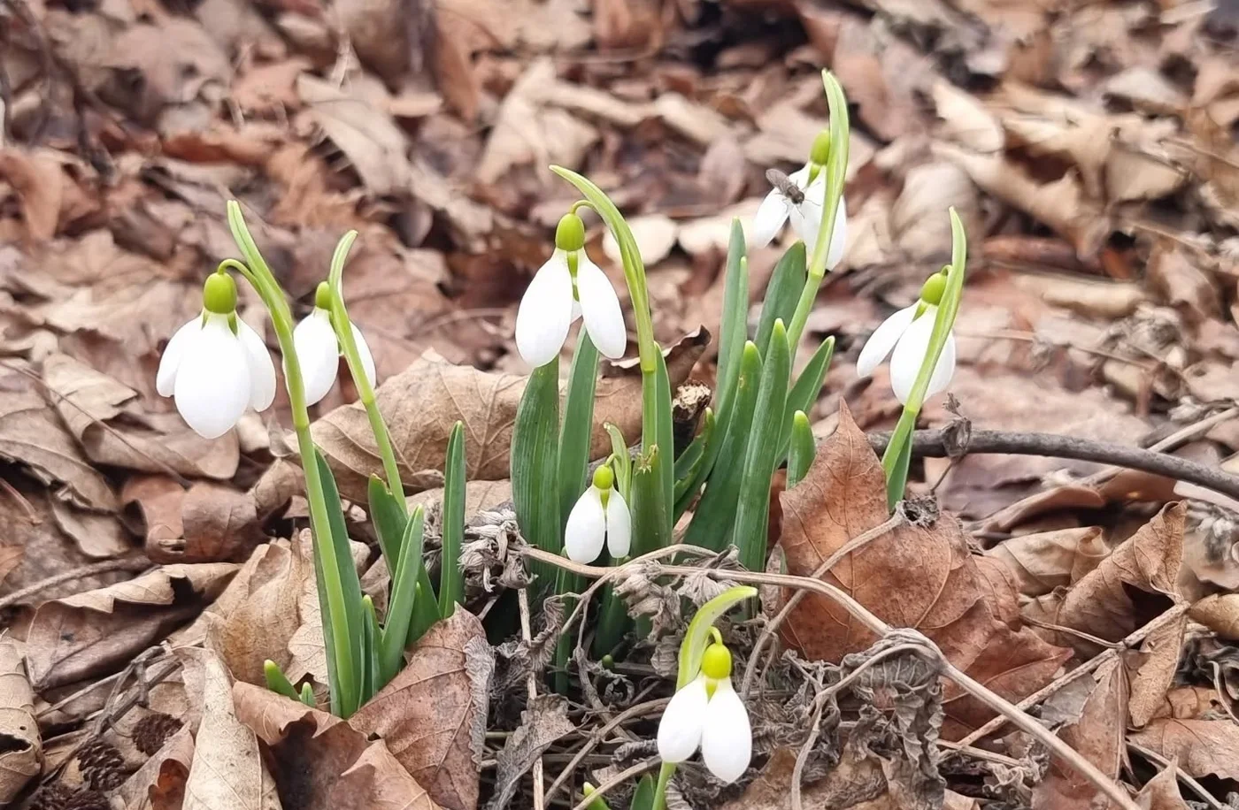 Foto: The First Snowdrops of 2026 | Stromovka Park, Prague | David Binar