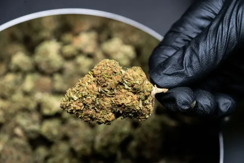 GPs in the Czech Republic May Prescribe Medicinal Cannabis in the Future