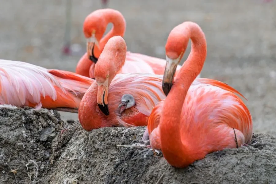 International Flamingo Day at Prague Zoo: Saturday Is All about the Elegant Pink Birds