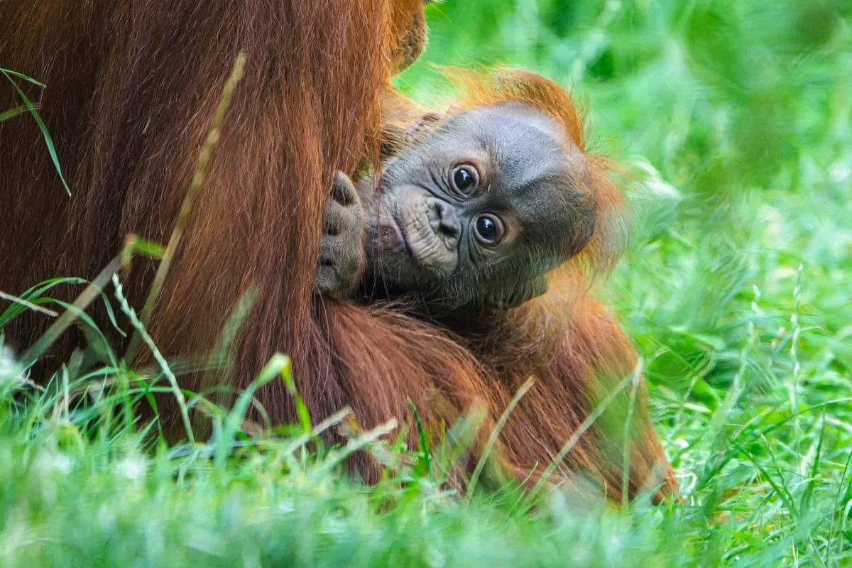 International Orangutan Day at Prague Zoo: A Day in Honor of the Endangered Apes