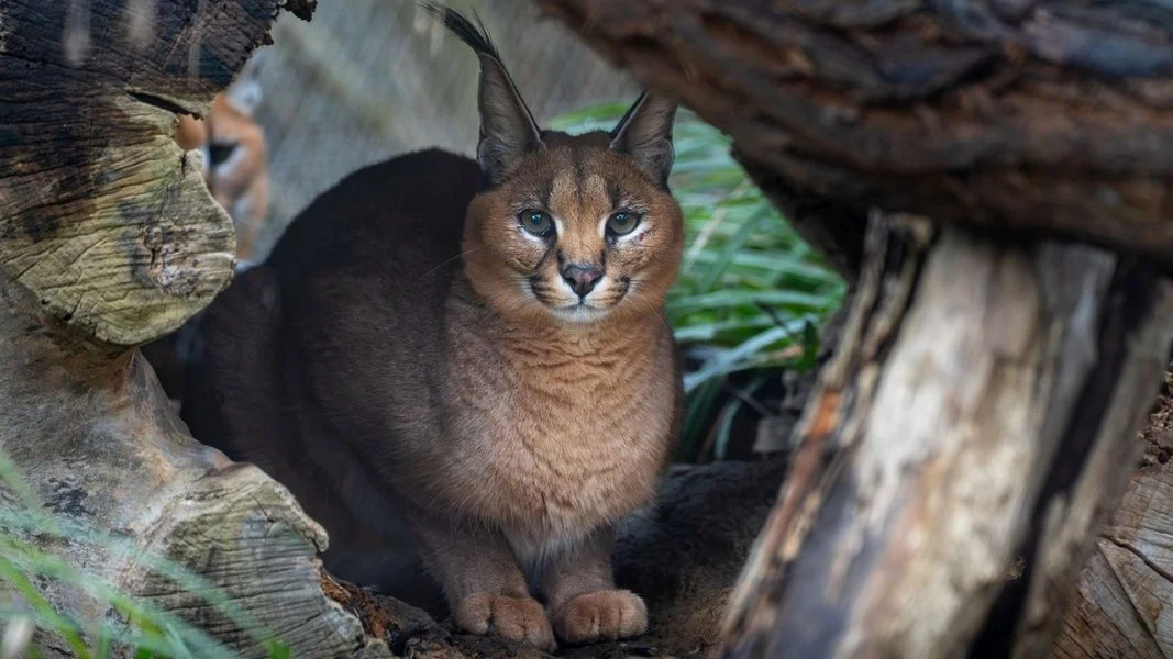 Foto: Oliver Le Que | Zoo Praha