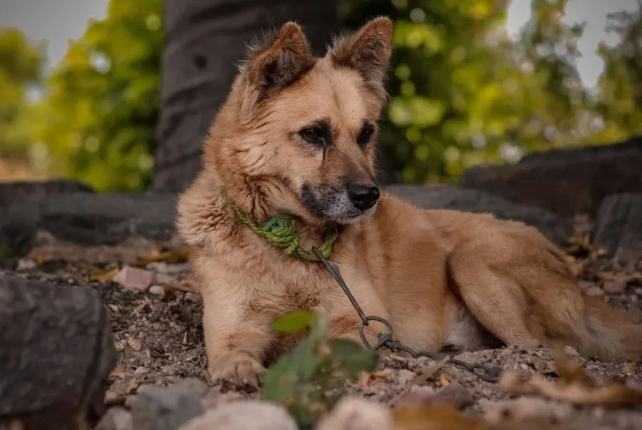 Long-Term Tethering of Dogs to Be Banned in the Czech Republic