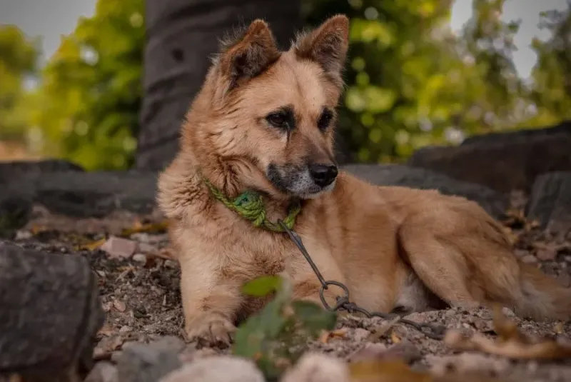 Long-Term Tethering of Dogs to Be Banned in the Czech Republic