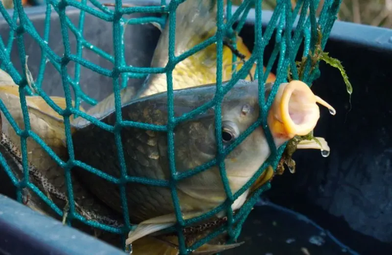 More and More Supermarkets in the Czech Republic Stop Selling Live Carp