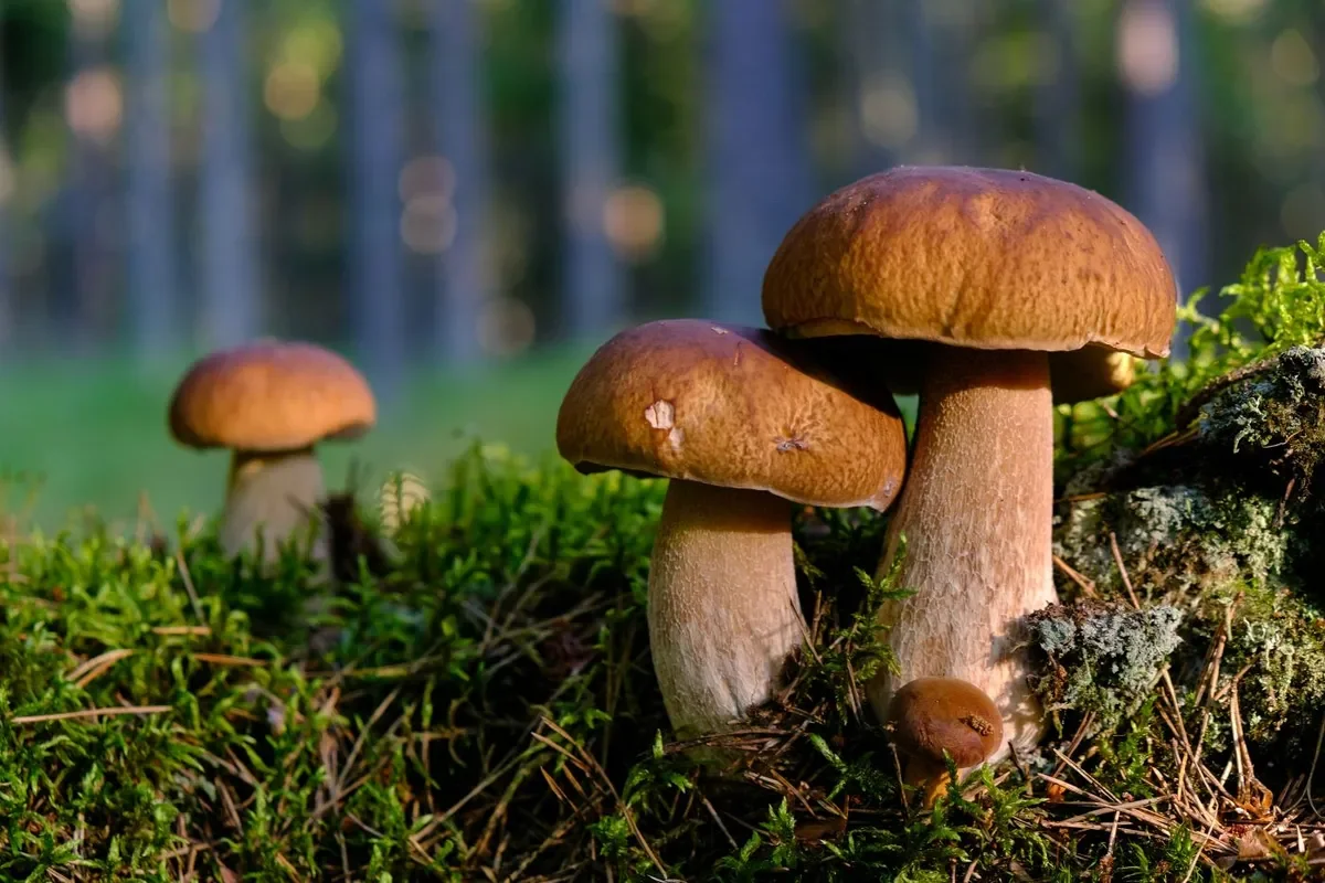 Mushrooms in the Czech Republic Flourish Again After the Rain