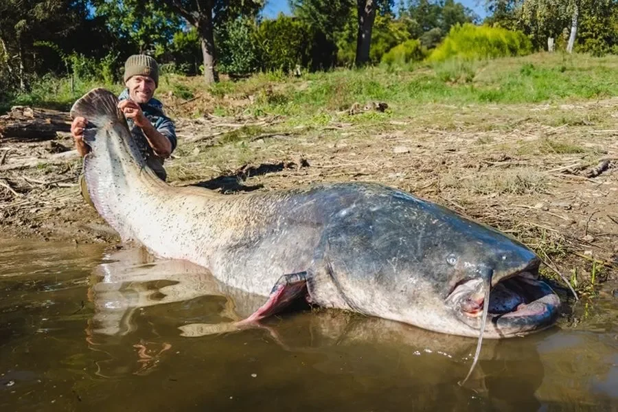 New Czech Record: 264 cm Catfish Caught