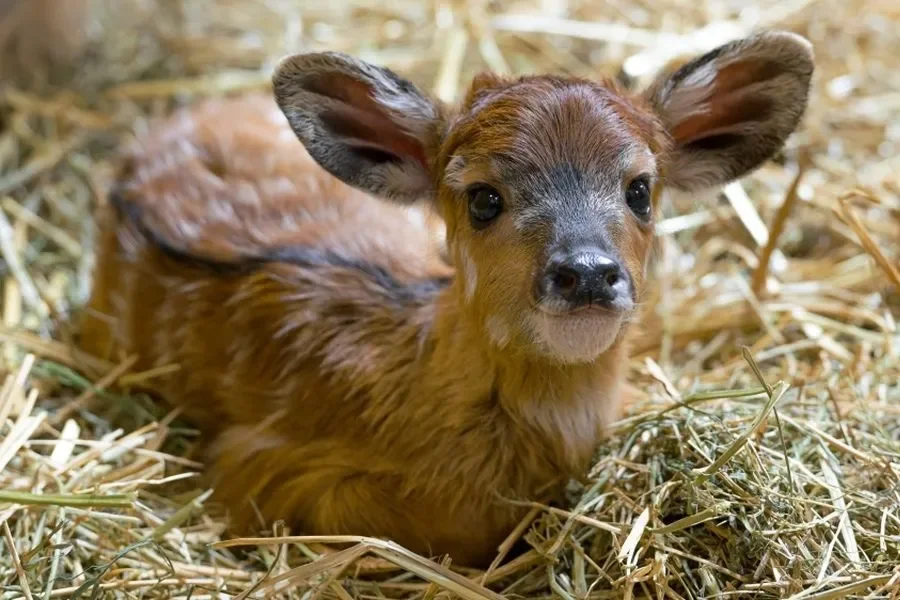 New Year’s Baby at Prague Zoo: A West African Sitatunga Antelope