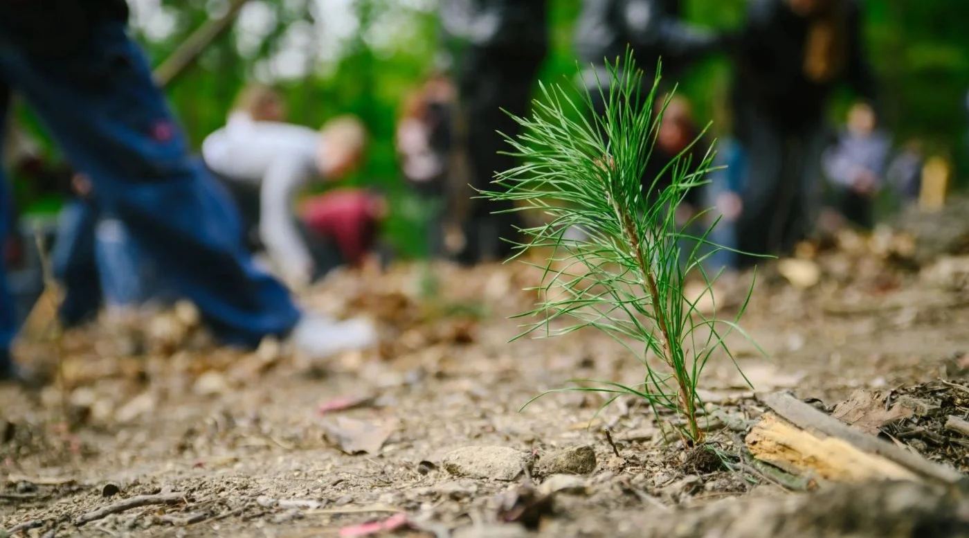 Green Capital: Prague Planted 229,900 New Trees Last Year