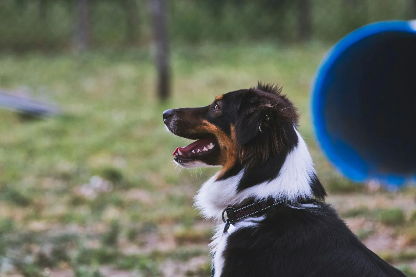 New Dog Playground with Agility Course Planned in Prague 7